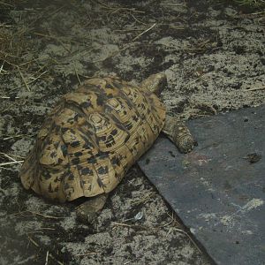 Leopard Tortoise