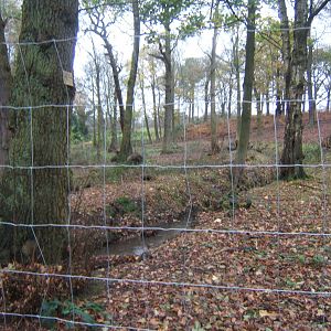View of European Moose enclosure