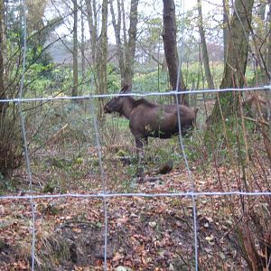 View of European Moose enclosure