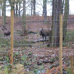 View of European Moose enclosure