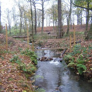 View of European Moose enclosure