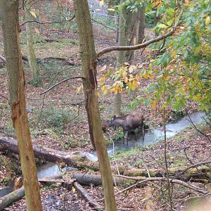View of European Moose enclosure