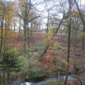 View of European Moose enclosure