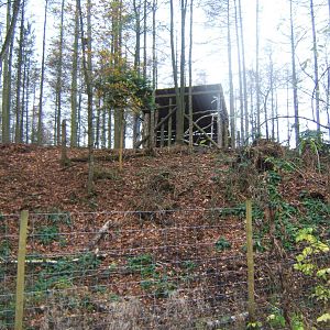 View of European Moose enclosure housing
