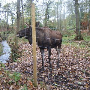 European Moose
