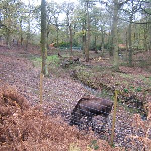 View of European Moose enclosure
