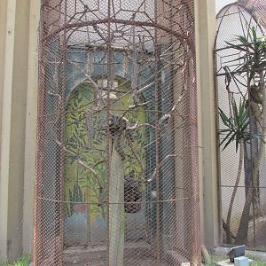 common marmosets exhibit BA zoo