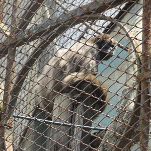 long haired spider monkey BA zoo