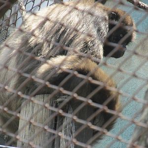 long haired spider monkey BA zoo