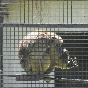 female howler monkey BA zoo