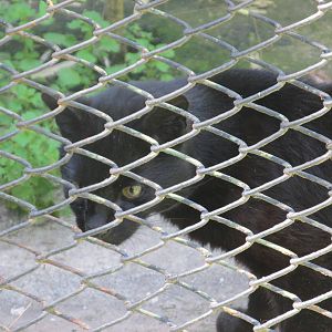 melanistic geoffrey?s cat BA zoo