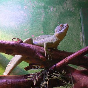 Id? - 28 November 2015