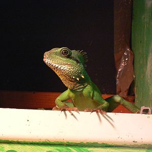 Id? - 28 November 2015