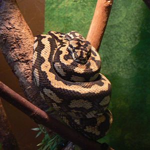 Id? - 28 November 2015