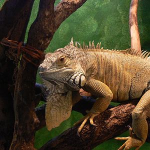 Green Iguana - 28 November 2015