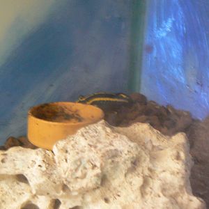 Id? - 28 November 2015