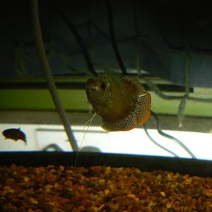 Dwarf Gourami - 28 November 2015