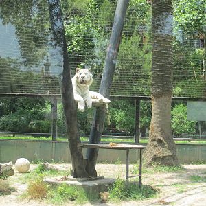 white bengal tiger BA zoo