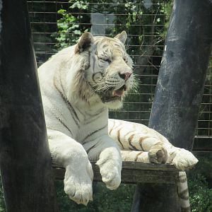 white bengal tiger BA zoo