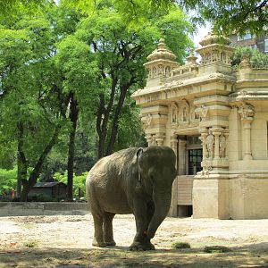 asian elephant BA zoo