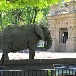 african elephant BA zoo