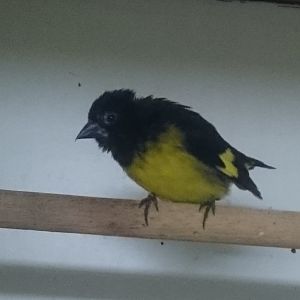 Yellow-bellied siskin