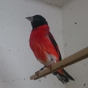 Red siskin