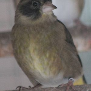 Black-headed greenfinch