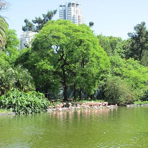 chilean flamingos BA zoo