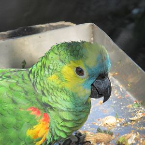 blue fronted amazon parrot BA zoo