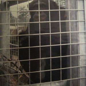 Male Chimp Sinbad in June 1985.