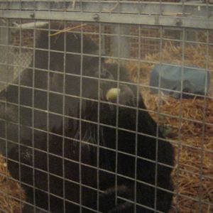 Male Gorilla Kumba (Chessington`s own) June 1985