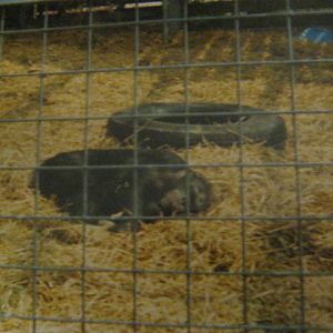 Female Chimp Cressida June 1985.