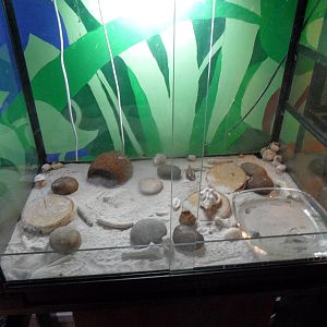 Hermit crab exhibit