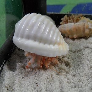 Land hermit crab (Coenobita sp.)