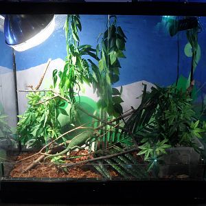 New chameleon terrarium
