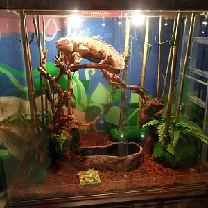 New green iguana