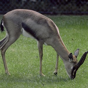 Arabian mountain gazelle