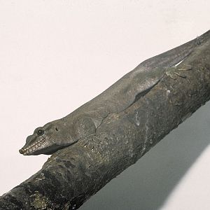 Gunther's gecko 1983