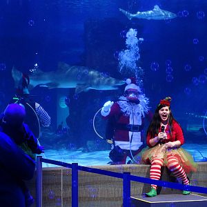 Nov. 2015 - Shark Ray Bay Theater - Scuba Santa