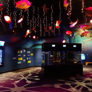 Nov. 2015 - Bizarre and Beautiful Gallery