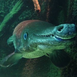 Nov. 2015 - Dangerous and Deadly - Alligator Gar