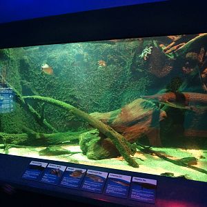 Nov. 2015 - Dangerous and Deadly - Freshwater Tank (6 Species)