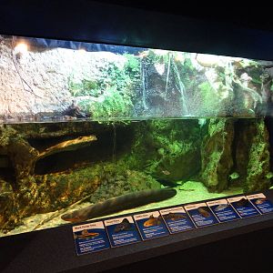 Nov. 2015 - Dangerous and Deadly - Electric Eel Tank (8 Species)