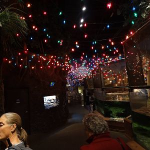 Nov. 2015 - Gator Alley