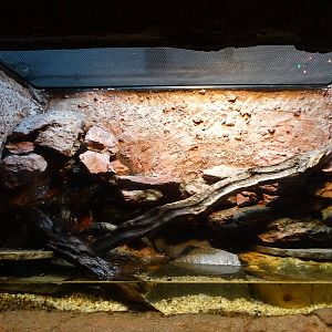 Nov. 2015 - Gator Alley - Red-eyed Crocodile Skink Exhibit