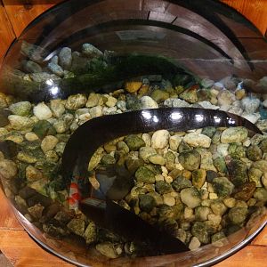 Nov. 2015 - Frog Bog - Greater Siren Tank