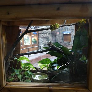 Nov. 2015 - Canyon Falls - Green Tree Python Exhibit