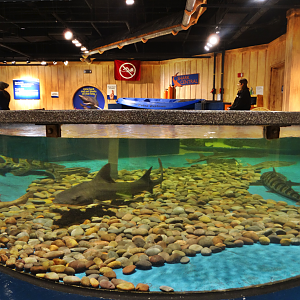 Nov. 2015 - Shark Central Touch Pool (7 Species)