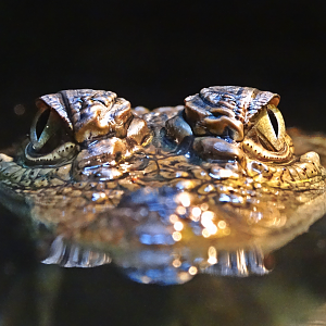 Nov. 2015 - Gator Alley - Mugger Crocodile